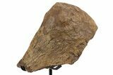 Fossil Triceratops Metatarsal Section w/ Metal Stand - South Dakota #339963-2